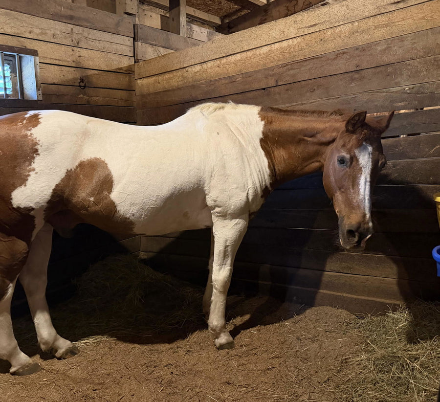 Ashley P's 32-year-old Paint horse in a stall, from her verified review