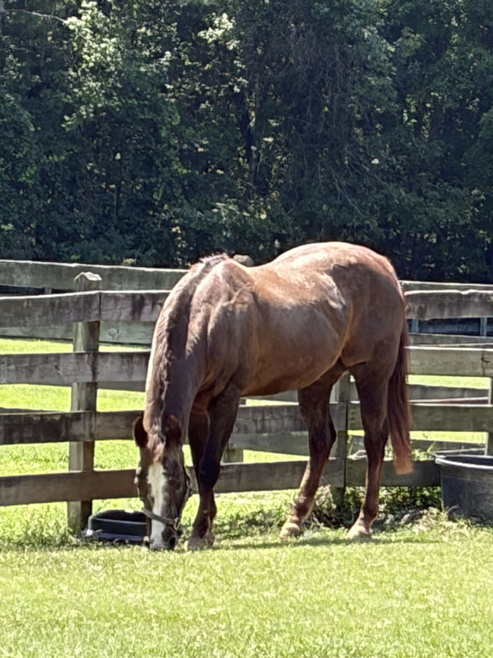 Jan S.'s horse grazing by a wooden fence, from her verified review