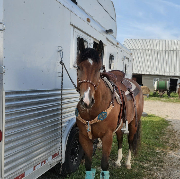 Saddled horse tied at a trailer, from a verified review